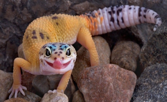 leopard gecko cute